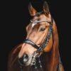 Schockemohle Equitus Gamma Anatomic Dressage Double Bridle -Ovation Equestrian Supplies Shop 1111 00011 c1105