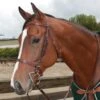Tory English Bridle Flat Hunt With Plain Reins -Ovation Equestrian Supplies Shop 1129t c1105