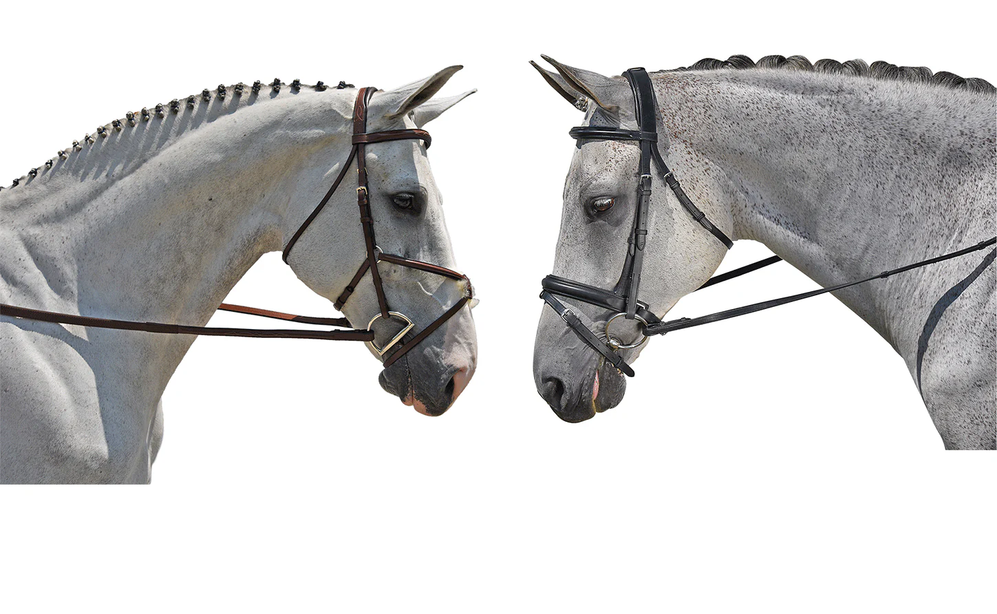 Ovation Equestrian Supplies Shop -Ovation Equestrian Supplies Shop 2