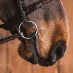 Ovation Equestrian Supplies Shop -Ovation Equestrian Supplies Shop 22oscr l 4